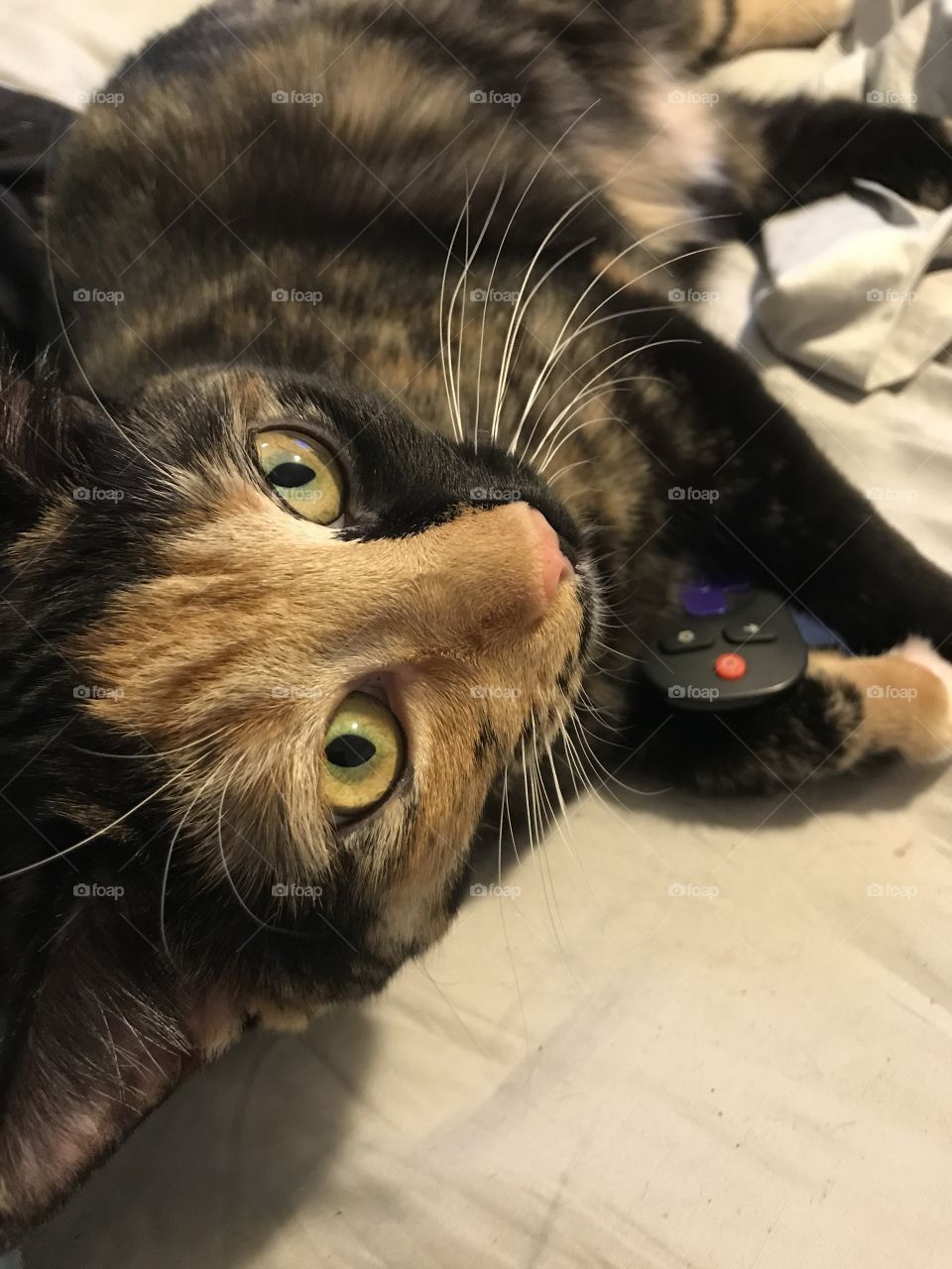 Cat with remote 