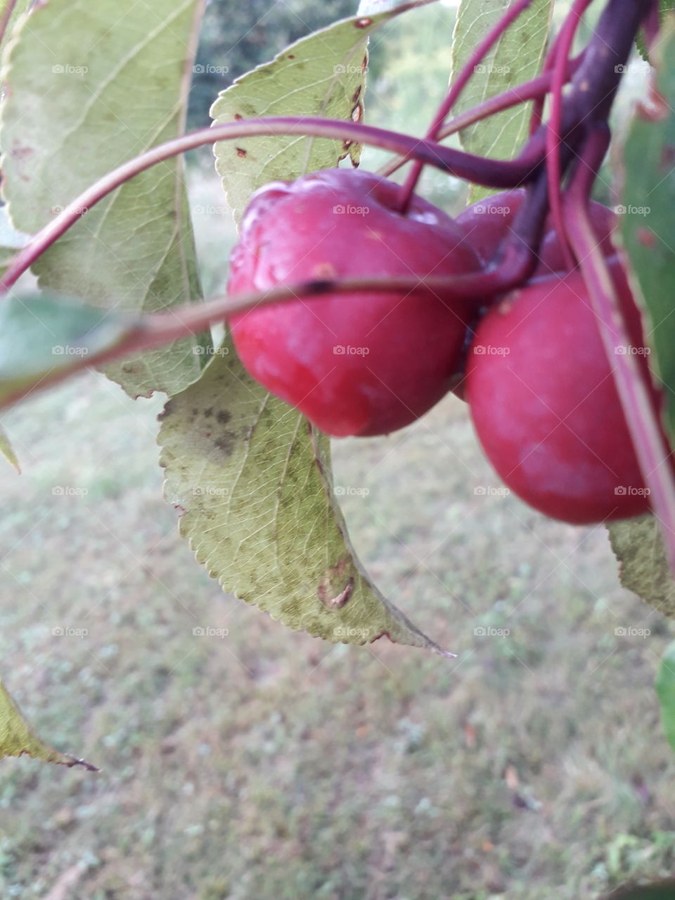 pink wild apples