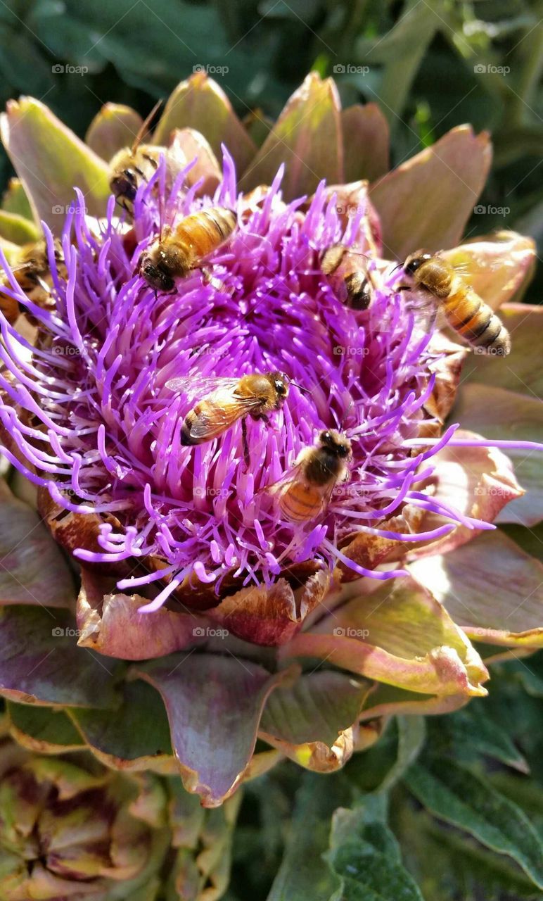 Honeybees collecting pollen from artichoke blossom.