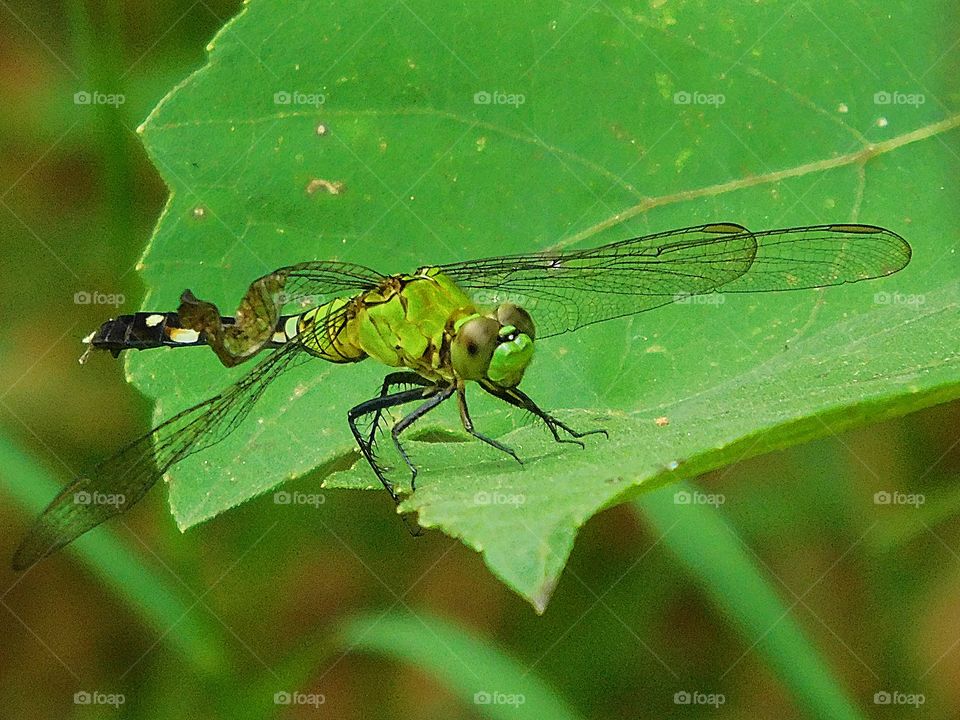 Green on Green! The Dragonflies agile flight and its ability to move in all six directions exude a sense of power and poise! What is mind blowing is the fact that they can do this while flapping their wings a mere 30 times a minute!