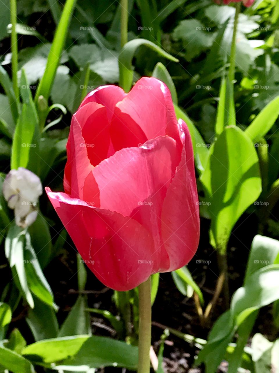 Sun seeking tulip