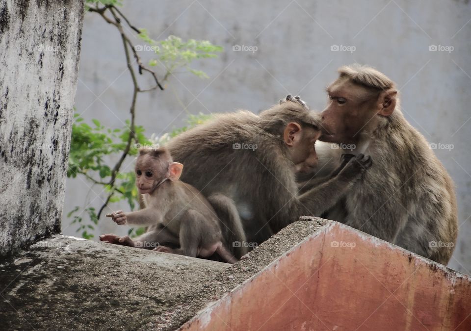 Monkey kiss. A monkey's family