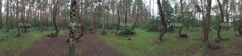 Nowe Czarnowo - Crooked trees - Poland