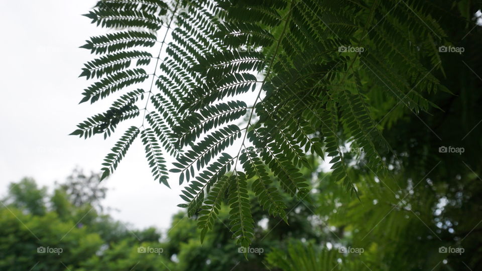 Leaves#trees#green#macro#nature#vegetation