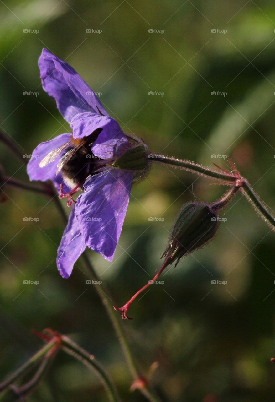 Bee inner Flower