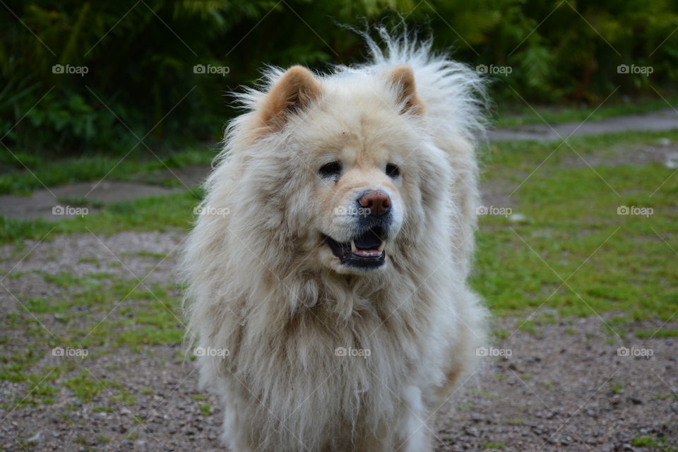 Close-up of fluffy dog