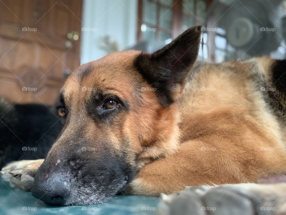 Lazy Old German Shepherd dog in Thailand 
