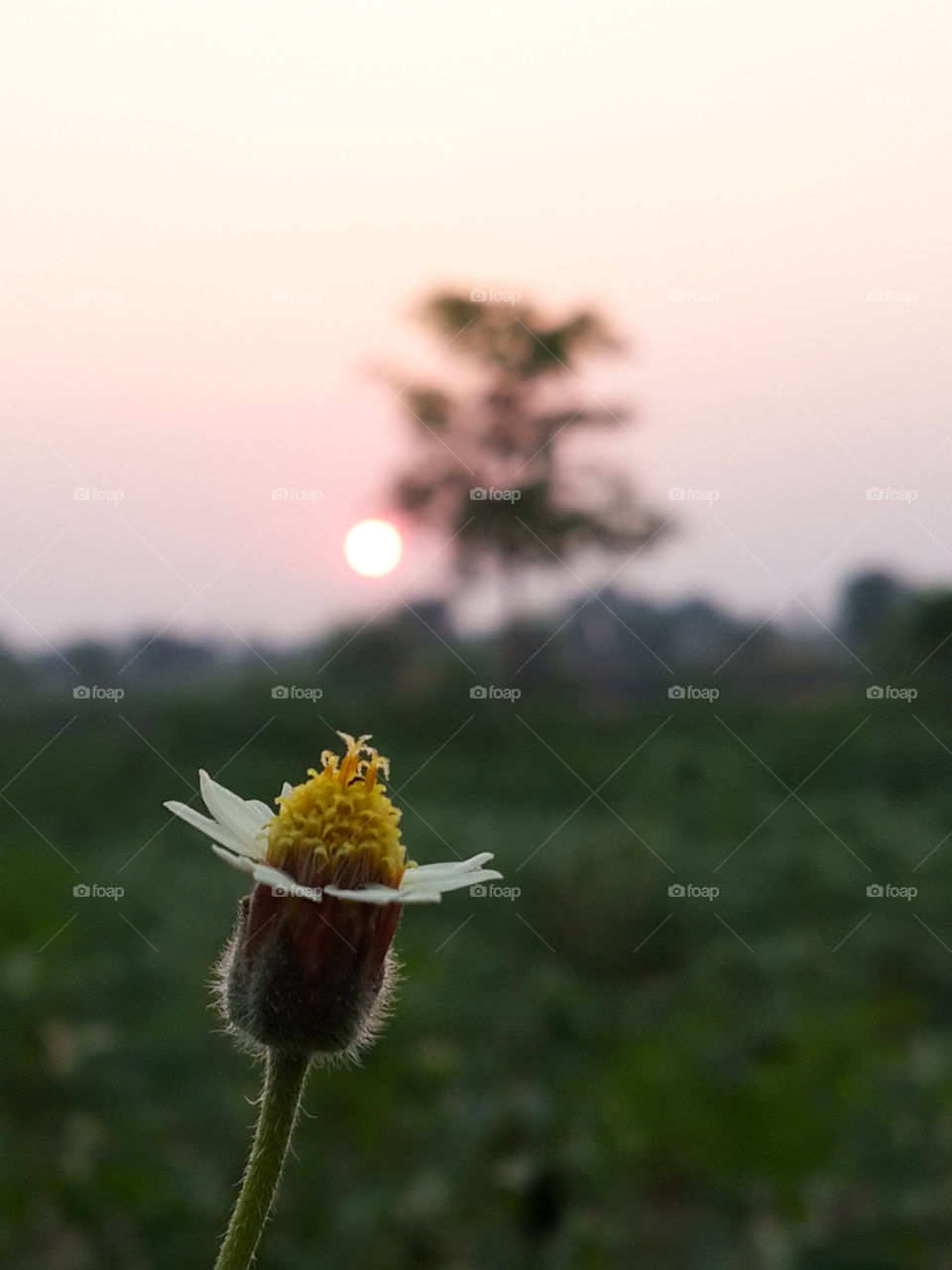 See you like  the Sun