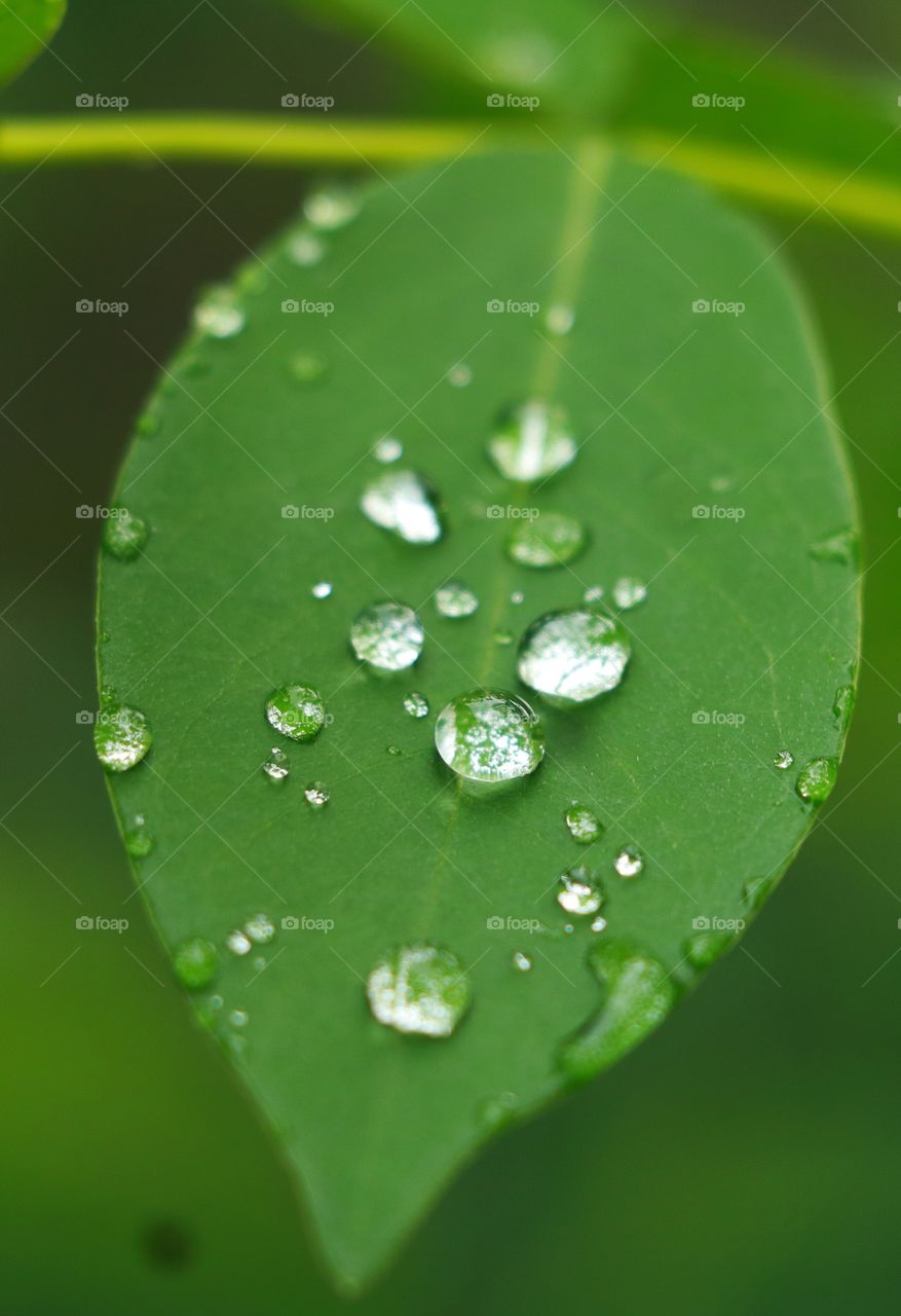 rain with leaf