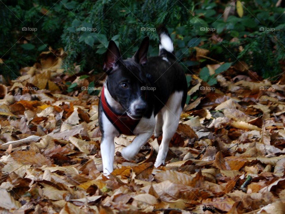 Puppy in autumn leaves