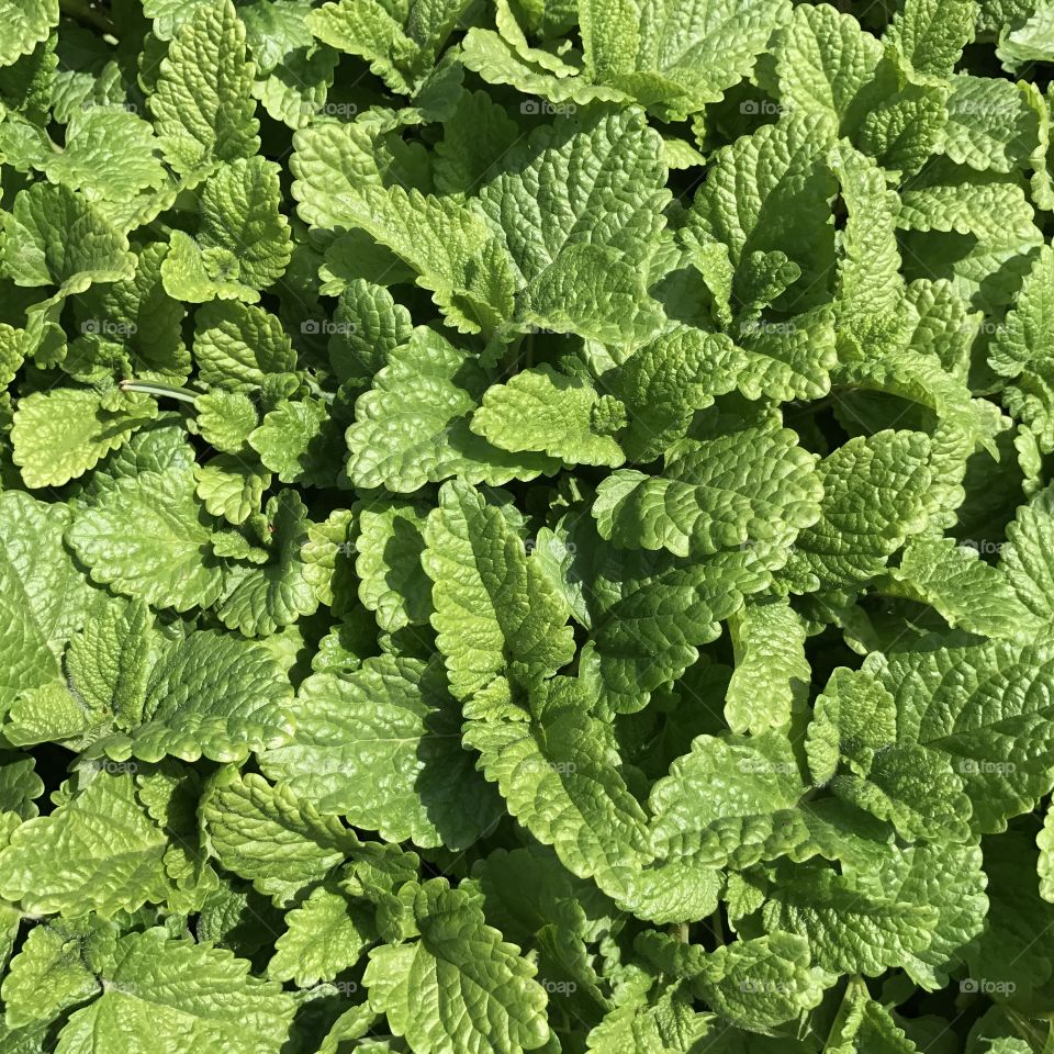 Green mint background