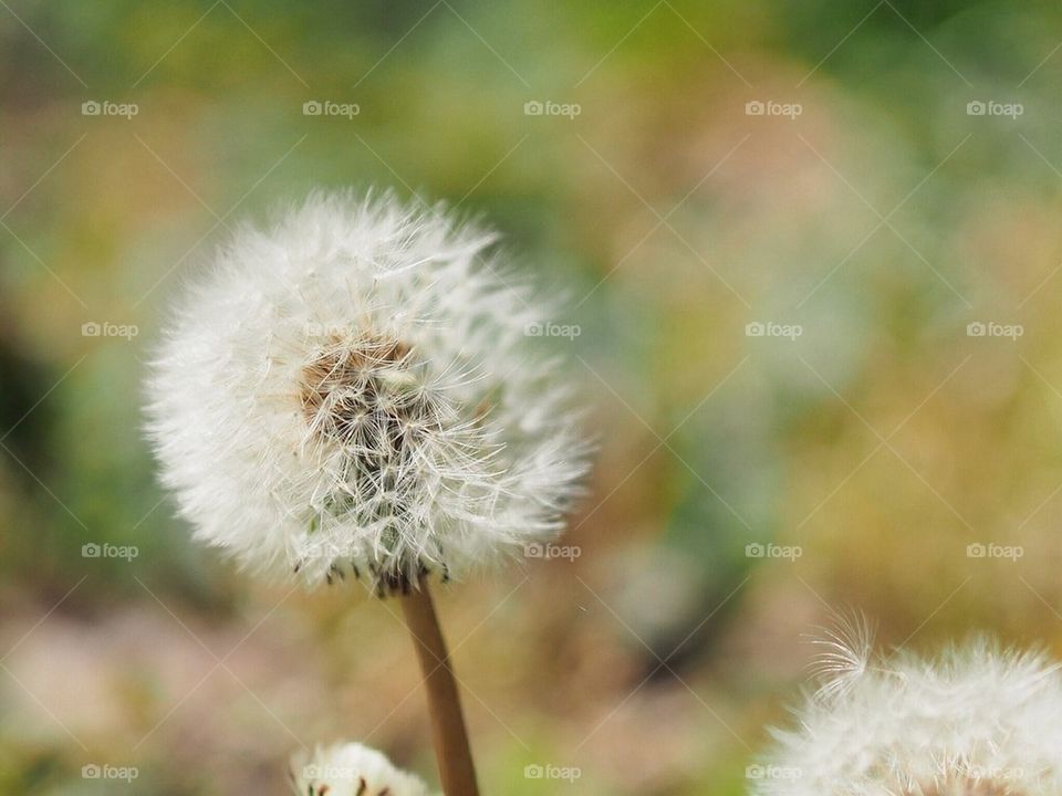 Dandelion