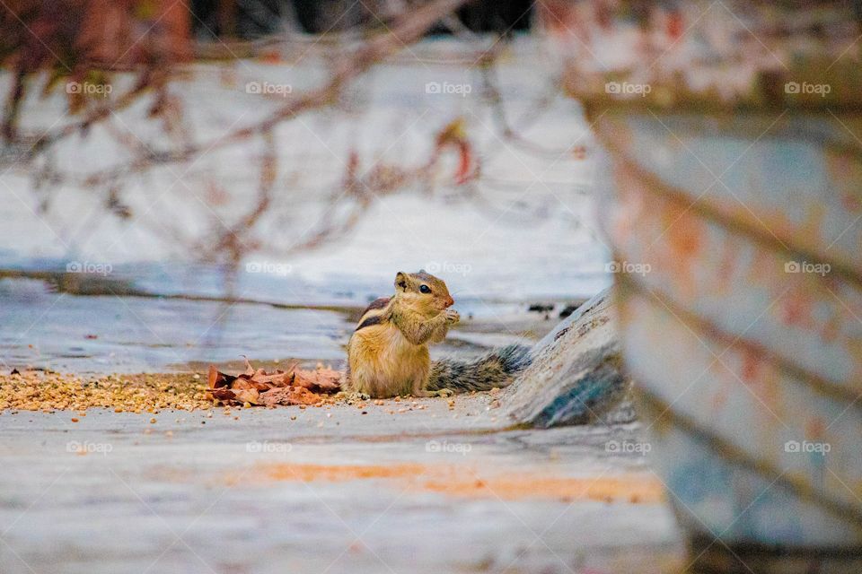 As squirrels have faith on tricking anyone by their activeness. One should always have that faith on whatever they do. ,🐿️🐿️🐿️🐿️