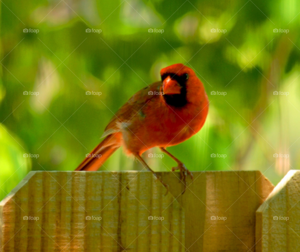 bird cardinal red bird by lightanddrawing