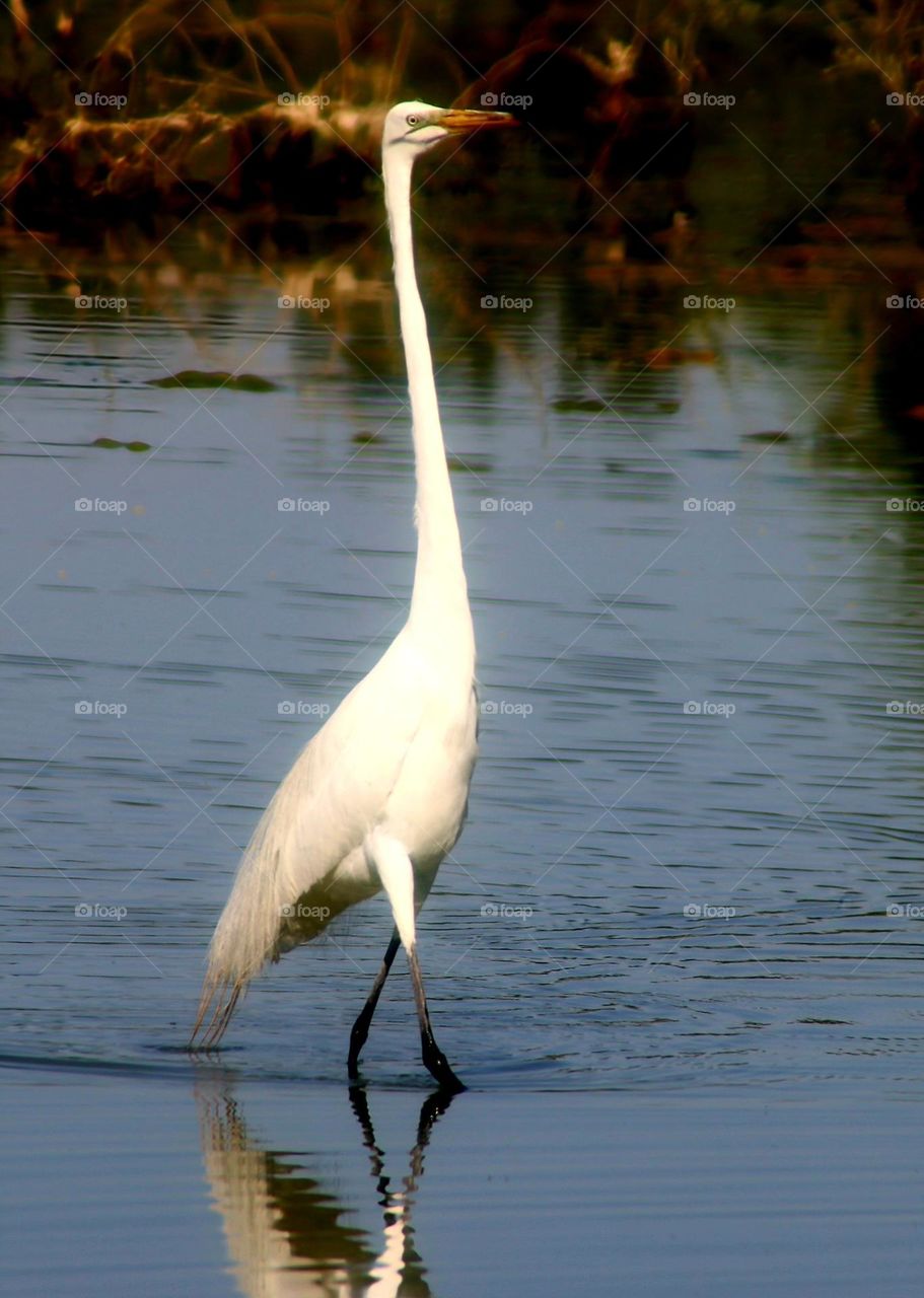 White Heron Fishing in Lake