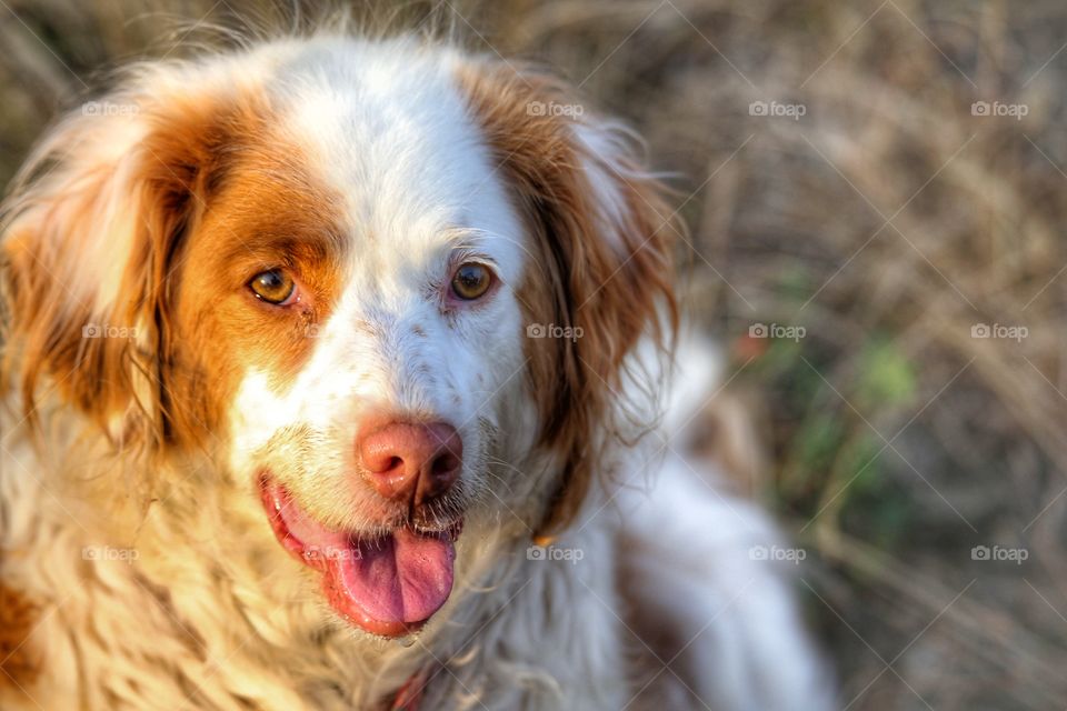 Portrait of a dog