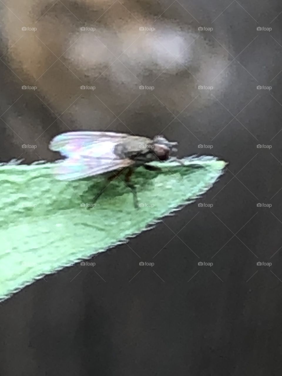 Little big eyed fly on a leaf