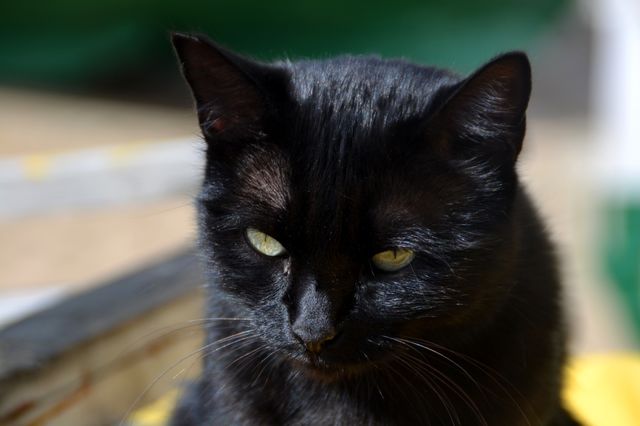 Black cat