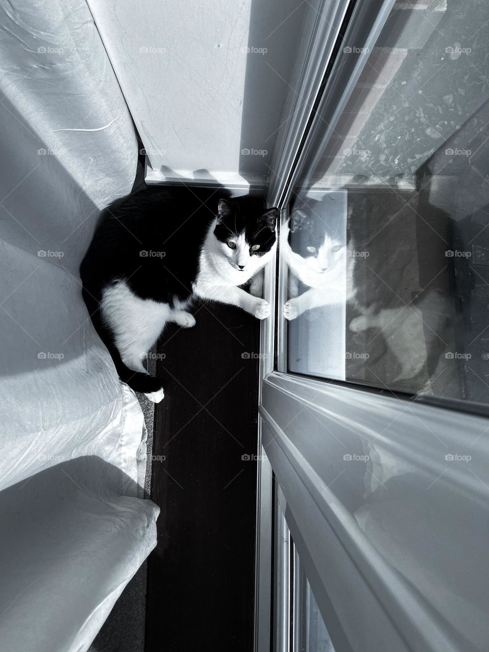 Overhead perspective cat & reflection in glass