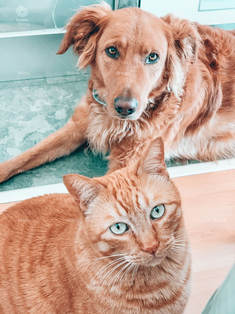 Domestic cat and dog looking at camera 