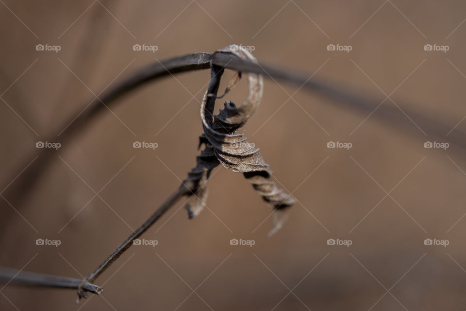 Dried leave on twig, natural shape for interesting focus