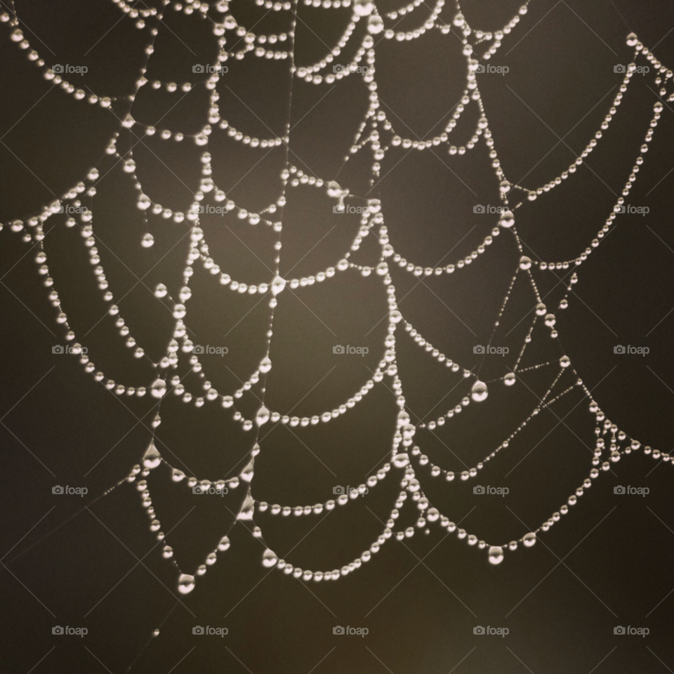 rain web spiderweb spider by KathOnEarth