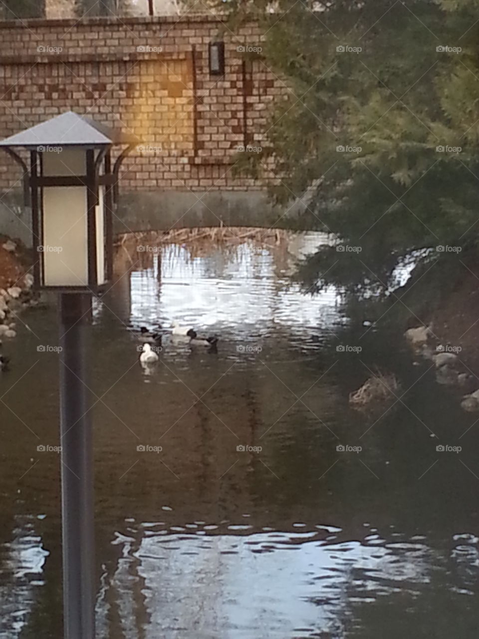 ducks on a lake, bishop ca