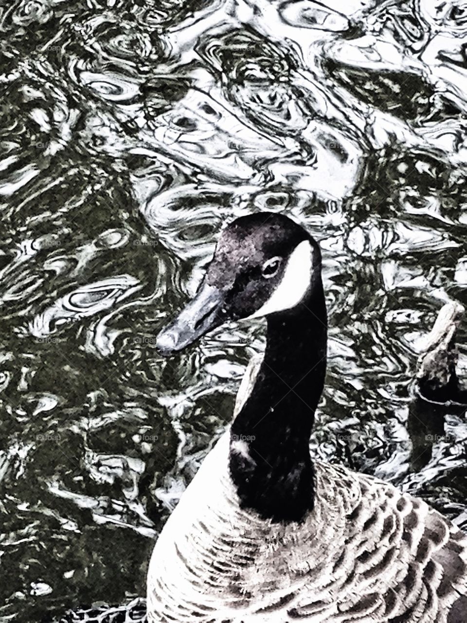 dark water lake contrast by hannahdagogo