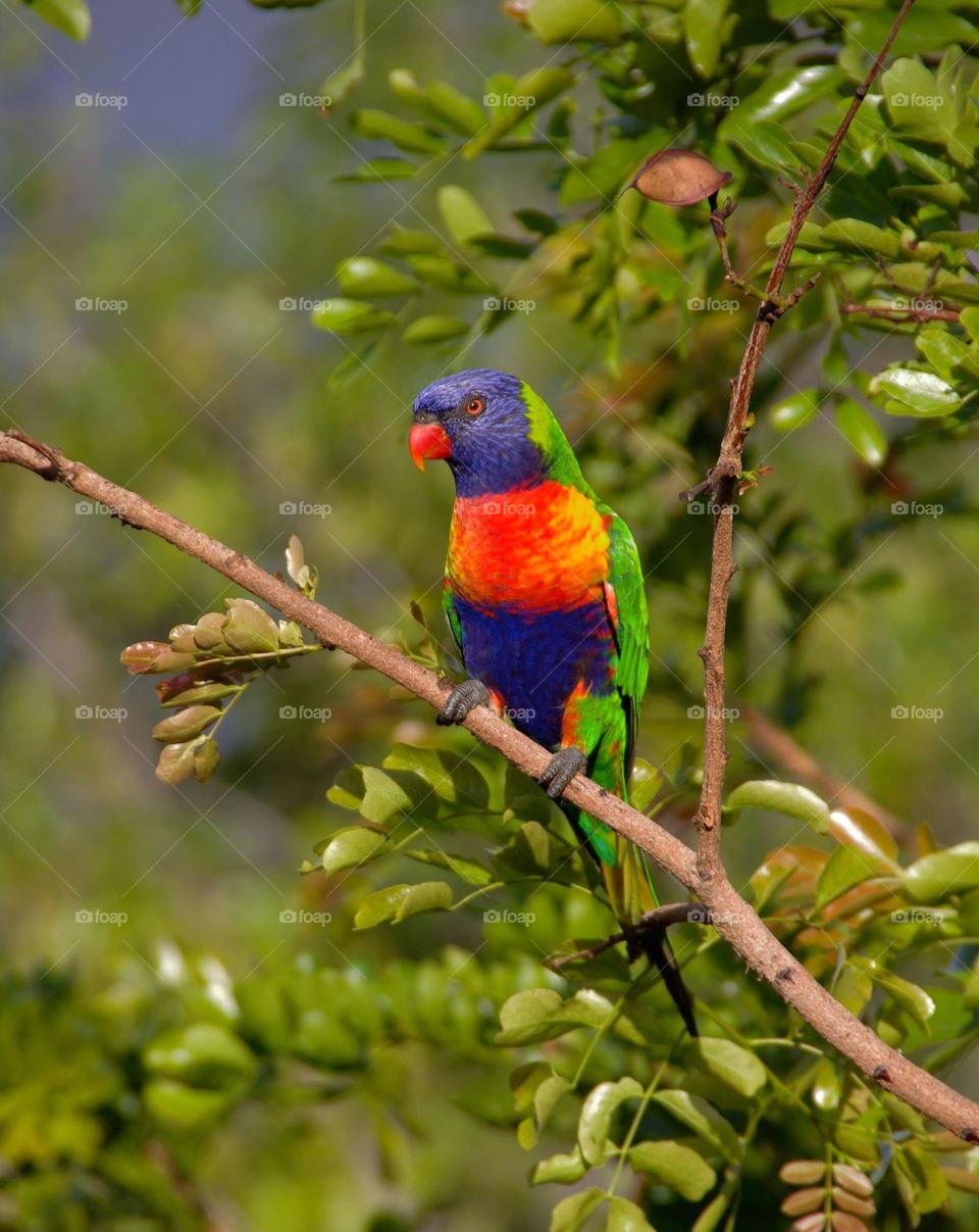 bird perched on a branch