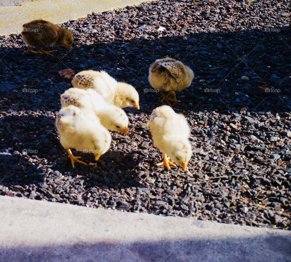 Little baby chickens 