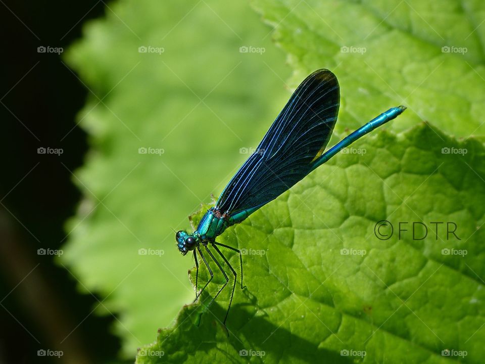 Blue dragonfly 