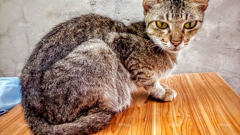 My loving cat since I'm 9 years old.