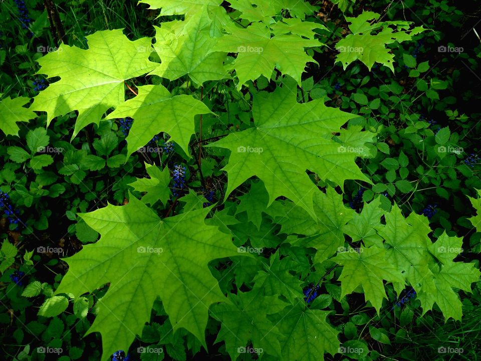 green leaves maple spring background