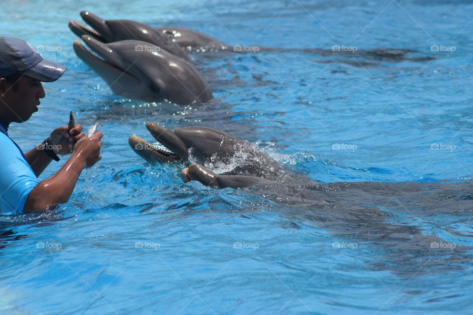 amazingly gorgeous dolphins.