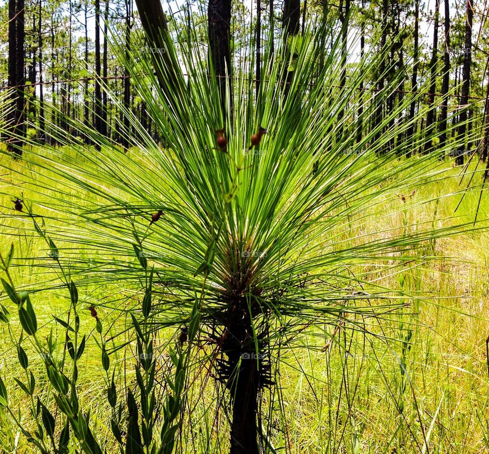 Little pine tree