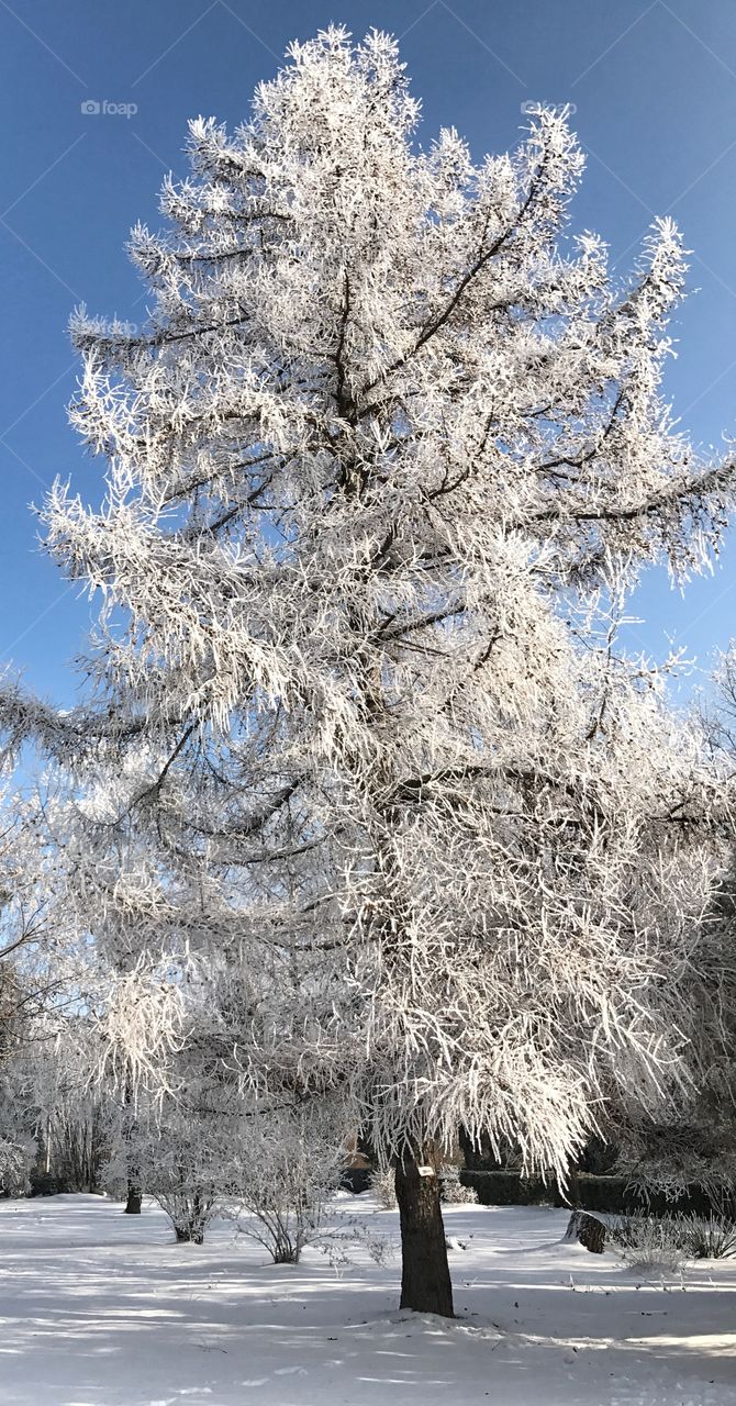 White tree