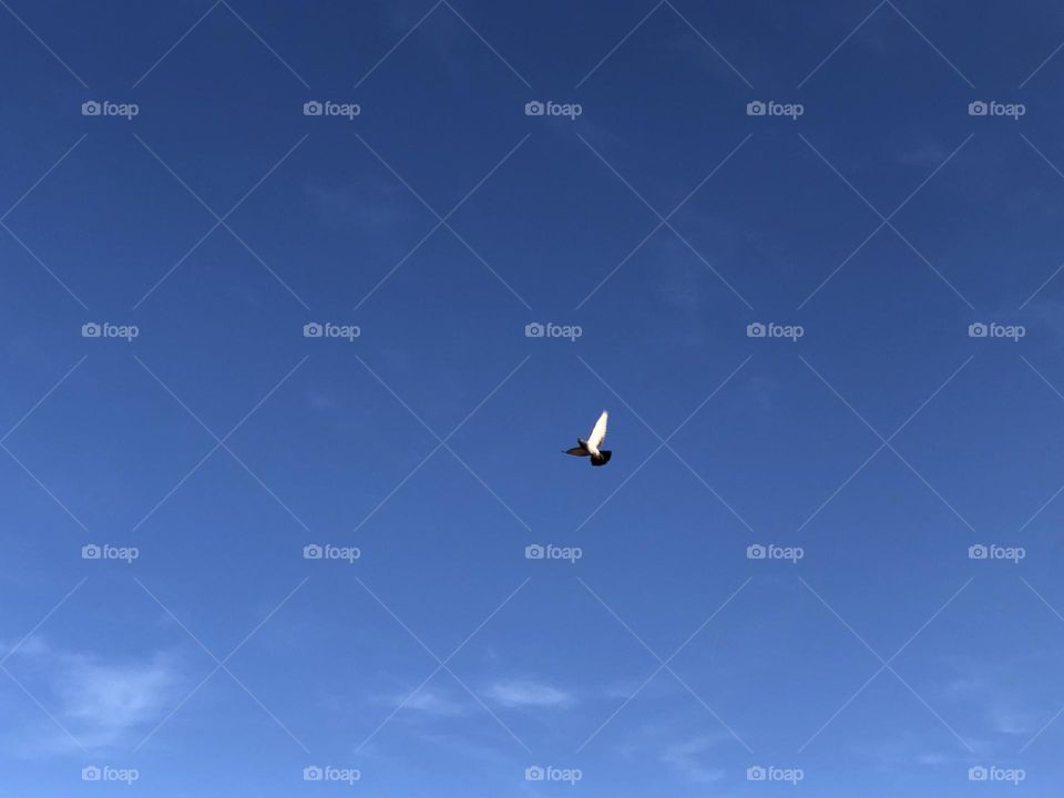 Beautiful flying pigeon in the sky 