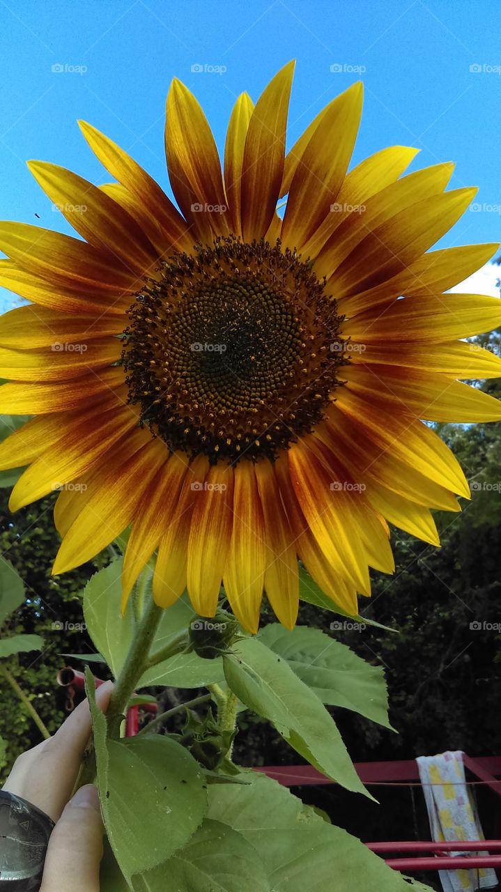 Nature, Summer, Sunflower, Flora, No Person