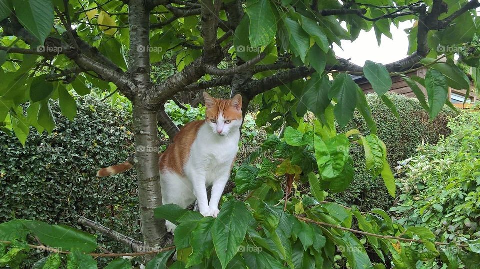 ginger and white cat is king of the castle