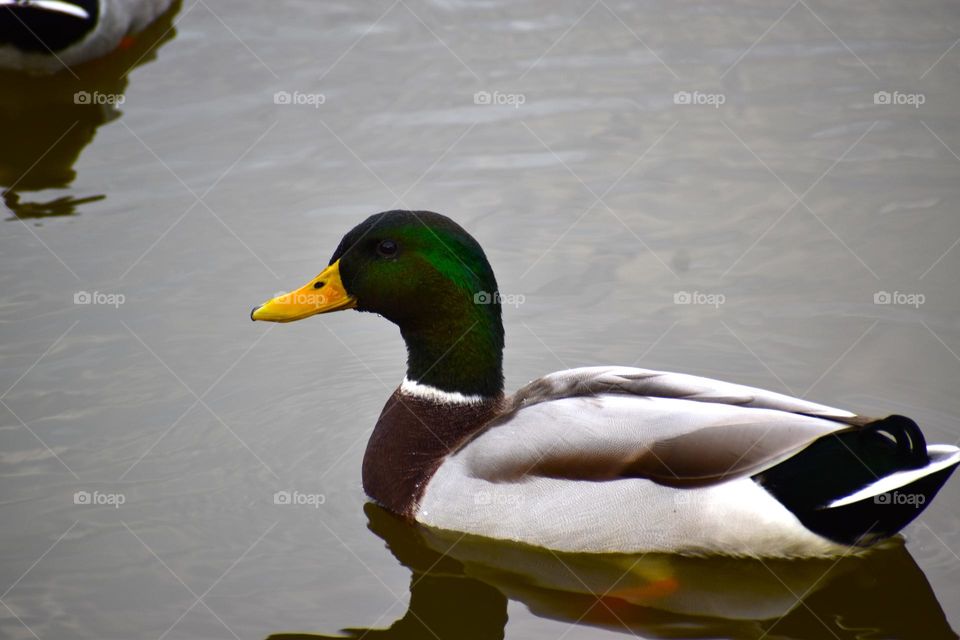 A duck floats in a cold lake