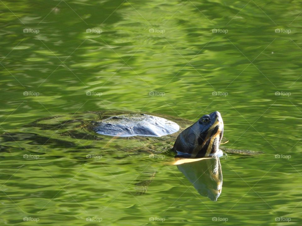 A turtle swimming in a lake