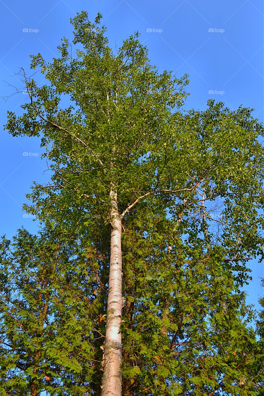 Silvery birch tree perspective. Silvery birch tree perspective