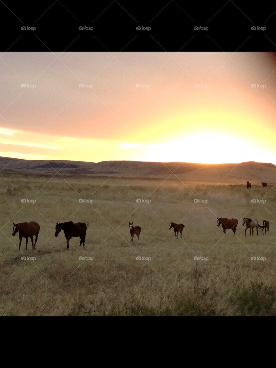 Sunrise field Horses