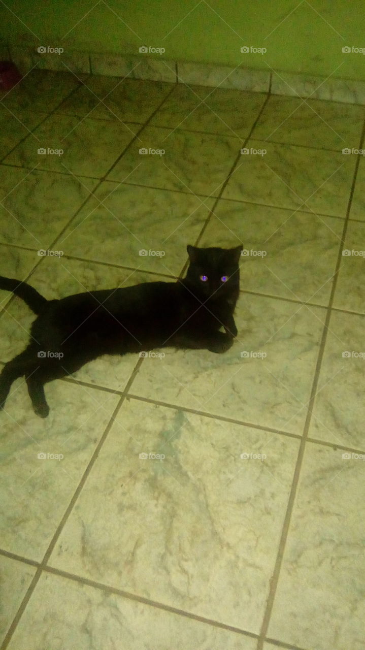 olha a pose do bichano