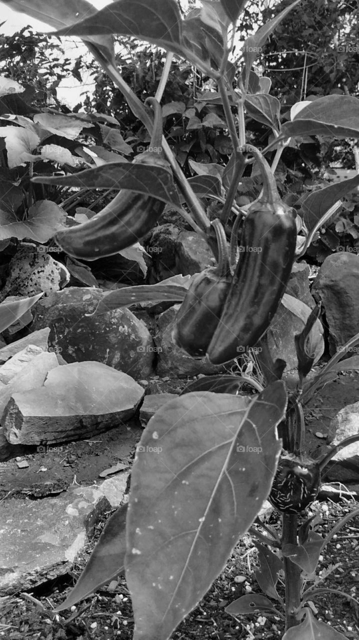 jalapeno peppers in B&W