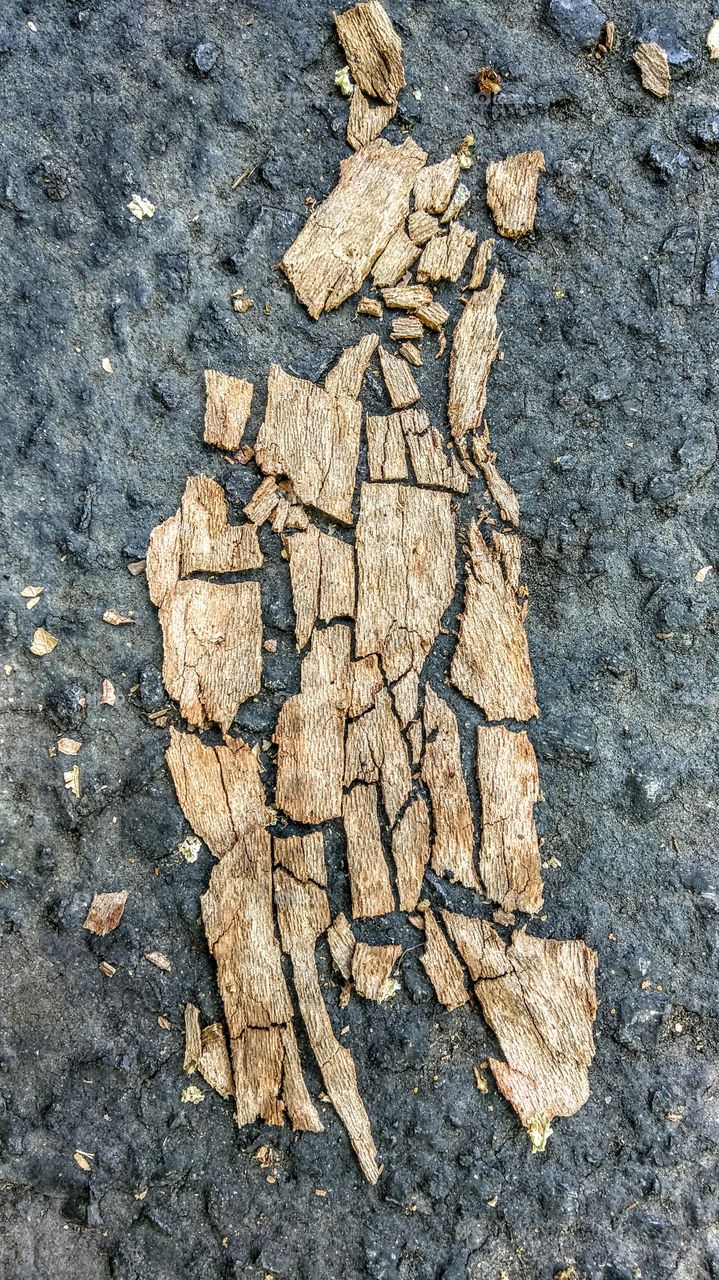 nature puzzle tree bark
