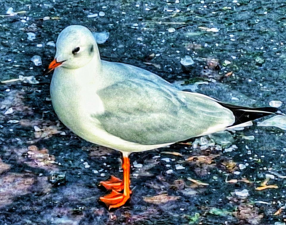 Image of a red billed gull standing on an icy lake with loose chunks of white ice and autumn leaves suspended in the ice