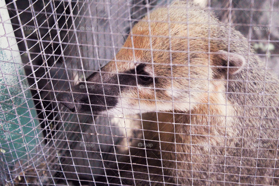 a wild animal that i saw today at the zoo.