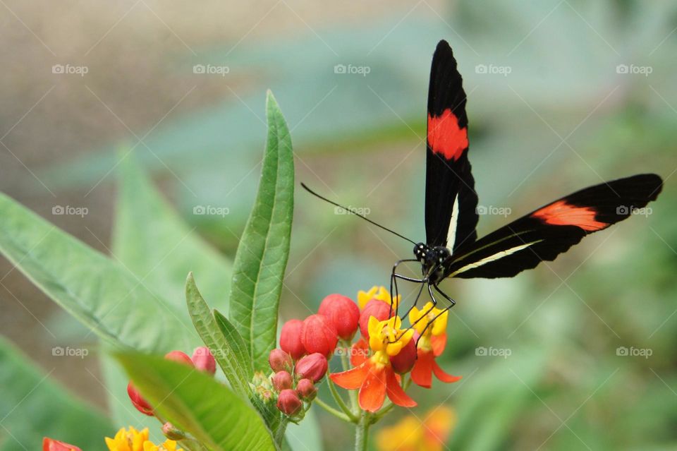 Black and red butterfly on a flower
