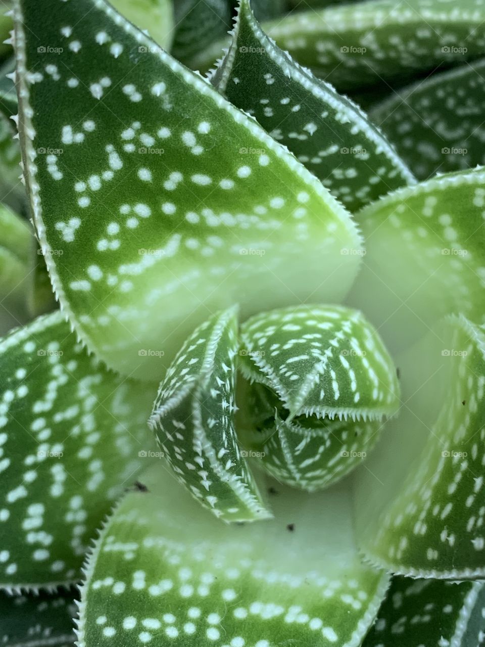 I love succulents. Varying shades of green. They all look beautiful together. They pair well with stone and wood. Droplets of water sit lovely on them.